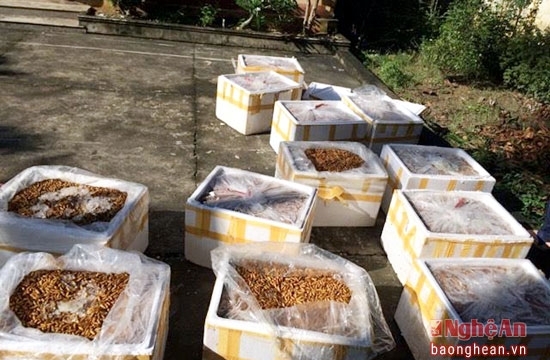 Nghệ An: Bắt giữ hơn 500 kg nhộng tằm bốc mùi